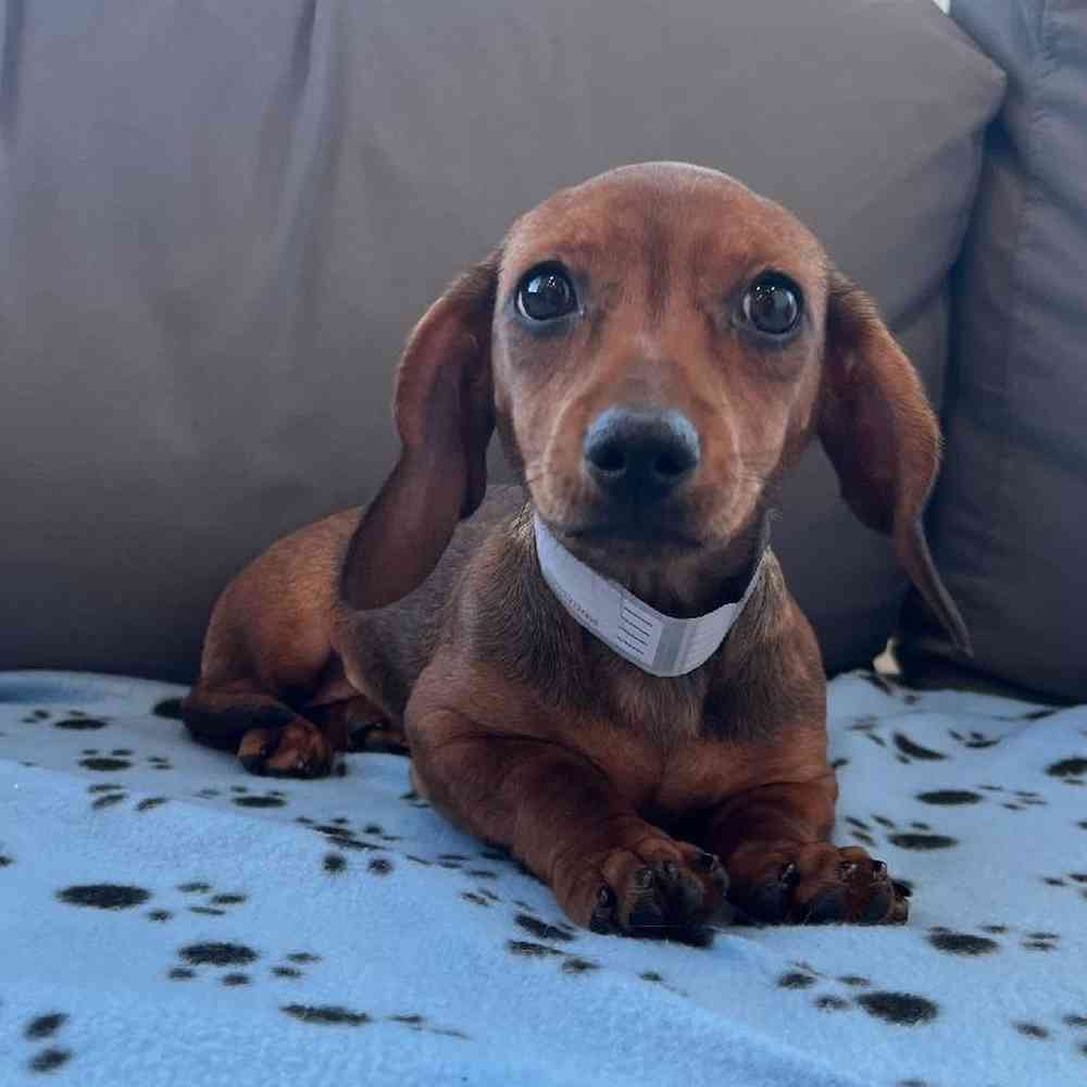 Female Dachshund Puppy for Sale in Charlotte, NC