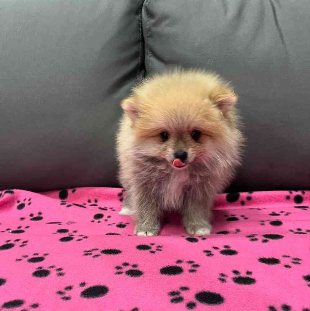 Male Pomeranian Puppy for Sale in Charlotte, NC