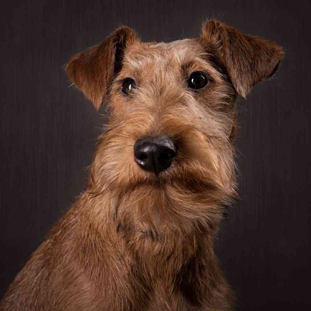 Irish Terrier Puppies for Sale