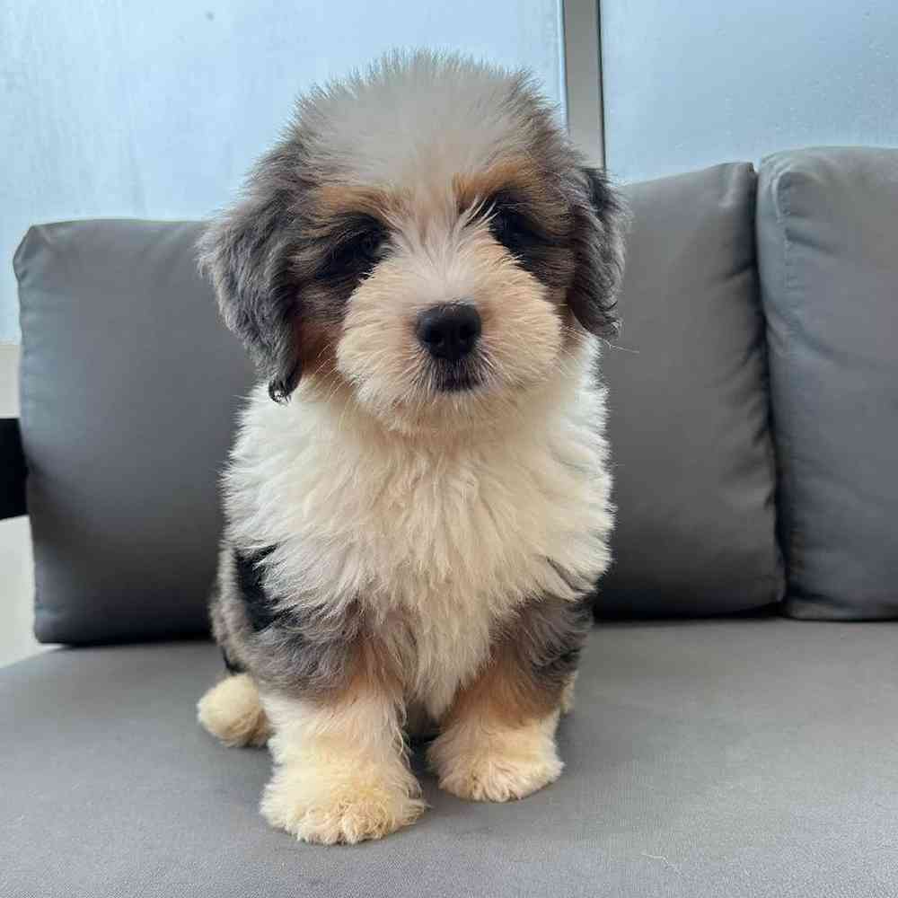 Mini Bernedoodle image