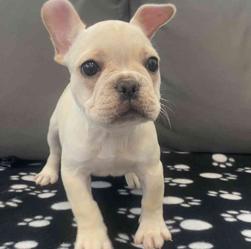 Male French Bulldog Puppy for Sale in Charlotte, NC