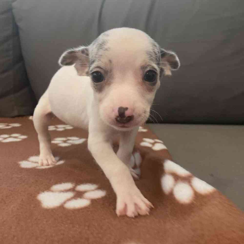 Female Chihuahua Puppy for Sale in Charlotte, NC