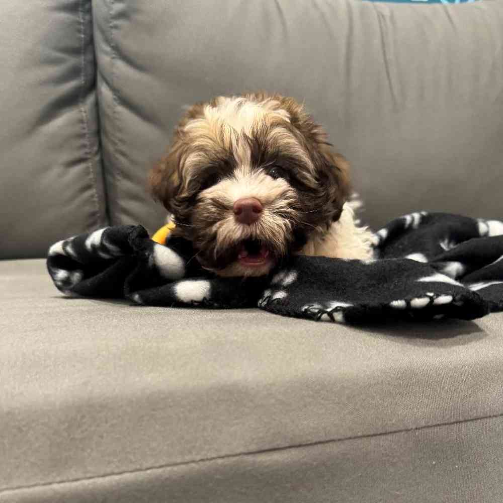 Male Havanese Puppy for Sale in Charlotte, NC