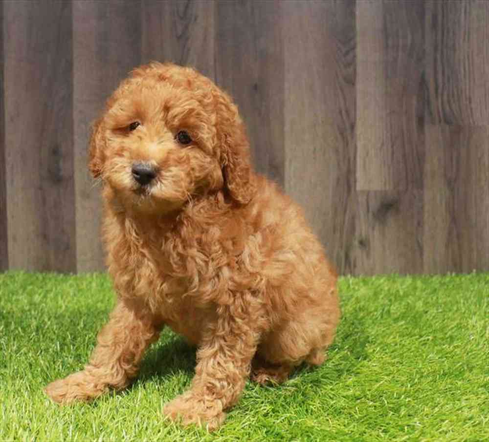 Mini Goldendoodle 2nd Gen image