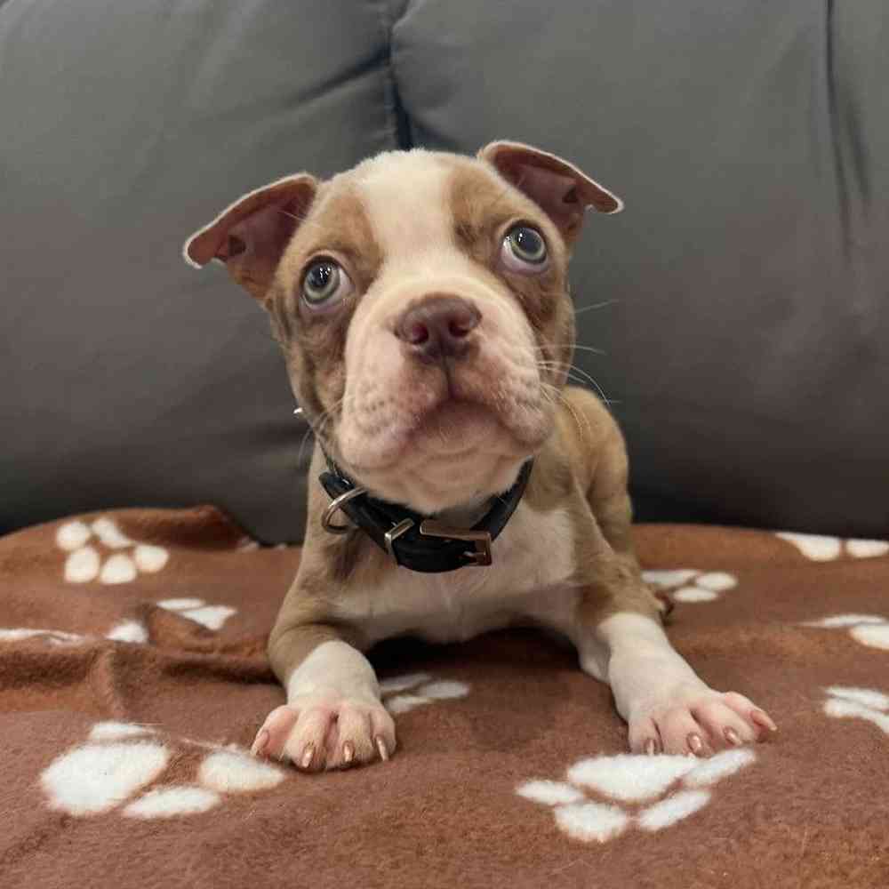 Male Boston Terrier Puppy for Sale in Charlotte, NC