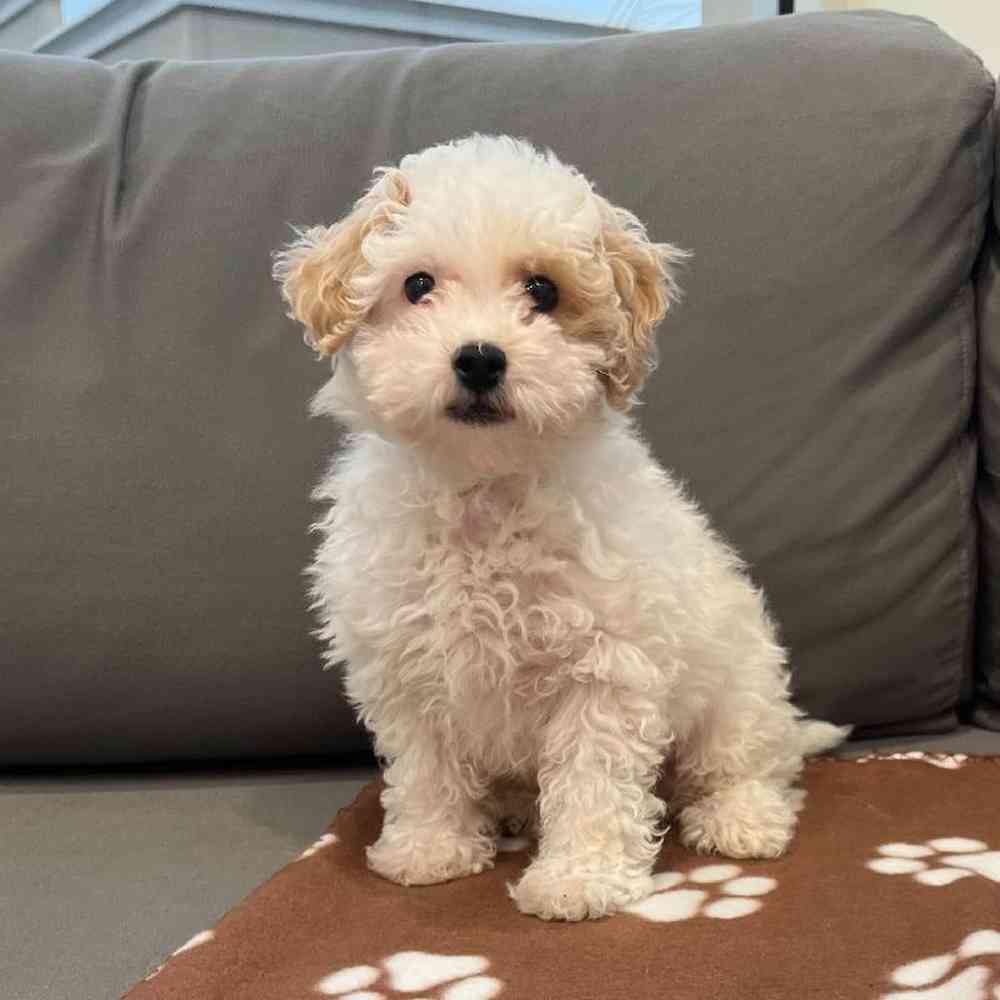 Male Maltipoo Puppy for Sale in Charlotte, NC