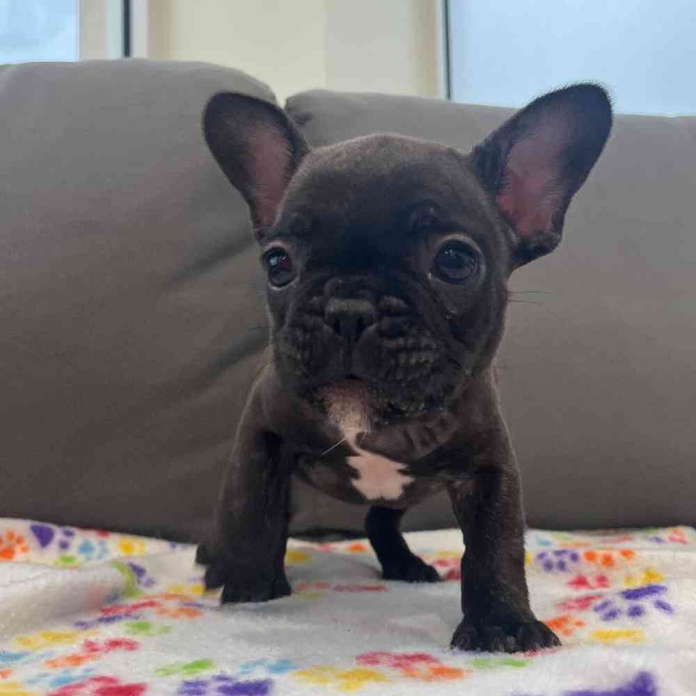 Female French Bulldog Puppy for Sale in Charlotte, NC