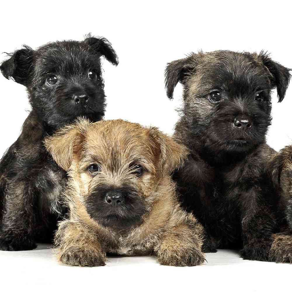 Cairn Terrier image