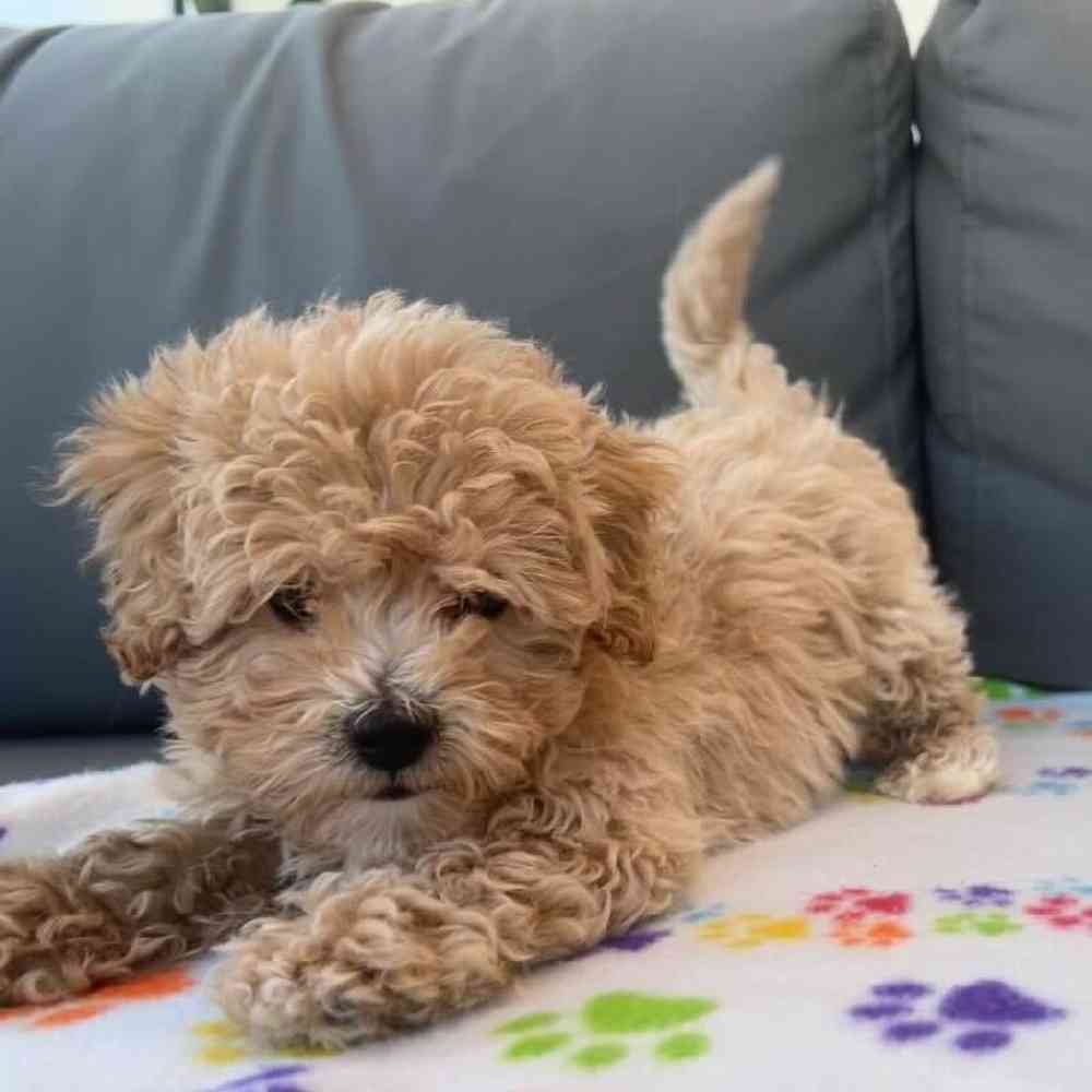 Male Maltipoo Puppy for Sale in Charlotte, NC