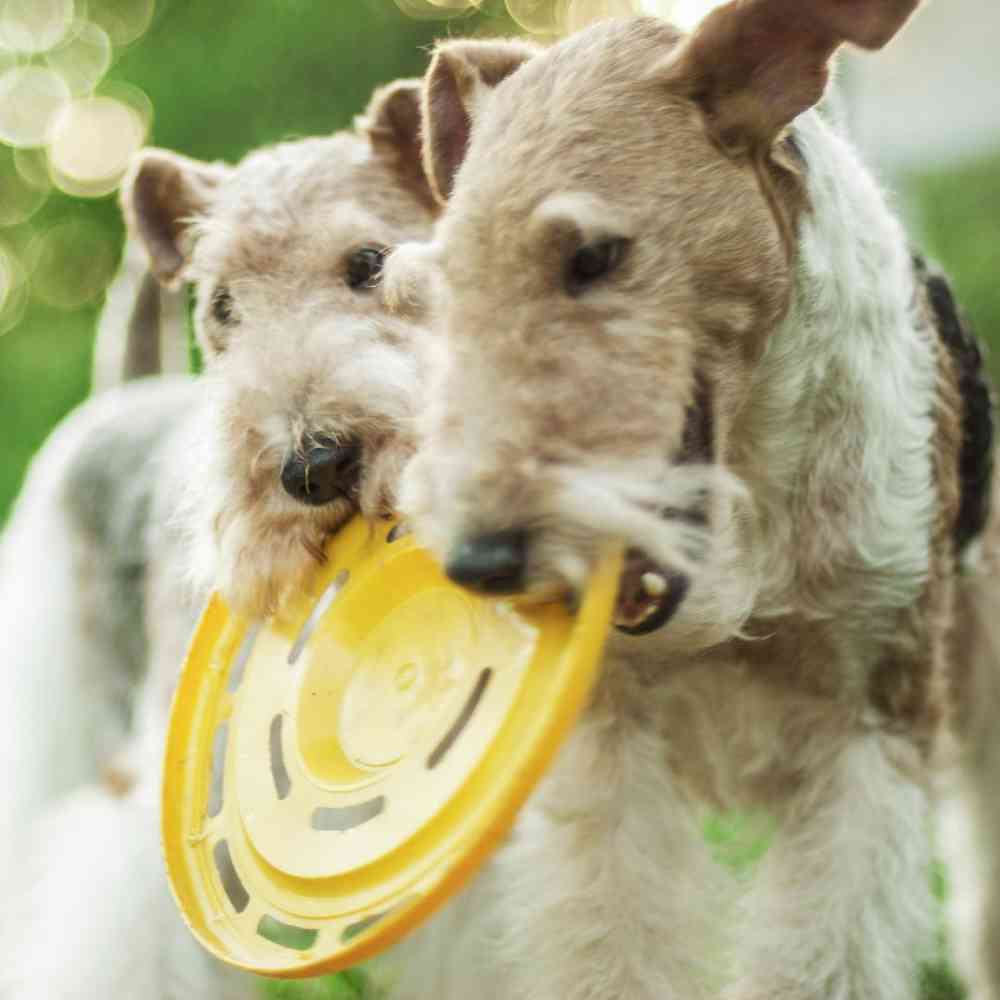 Wirehair Fox Terrier Puppies for Sale