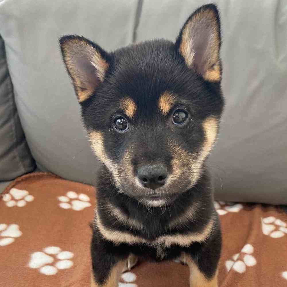 Male Shiba Inu Puppy for Sale in Charlotte, NC