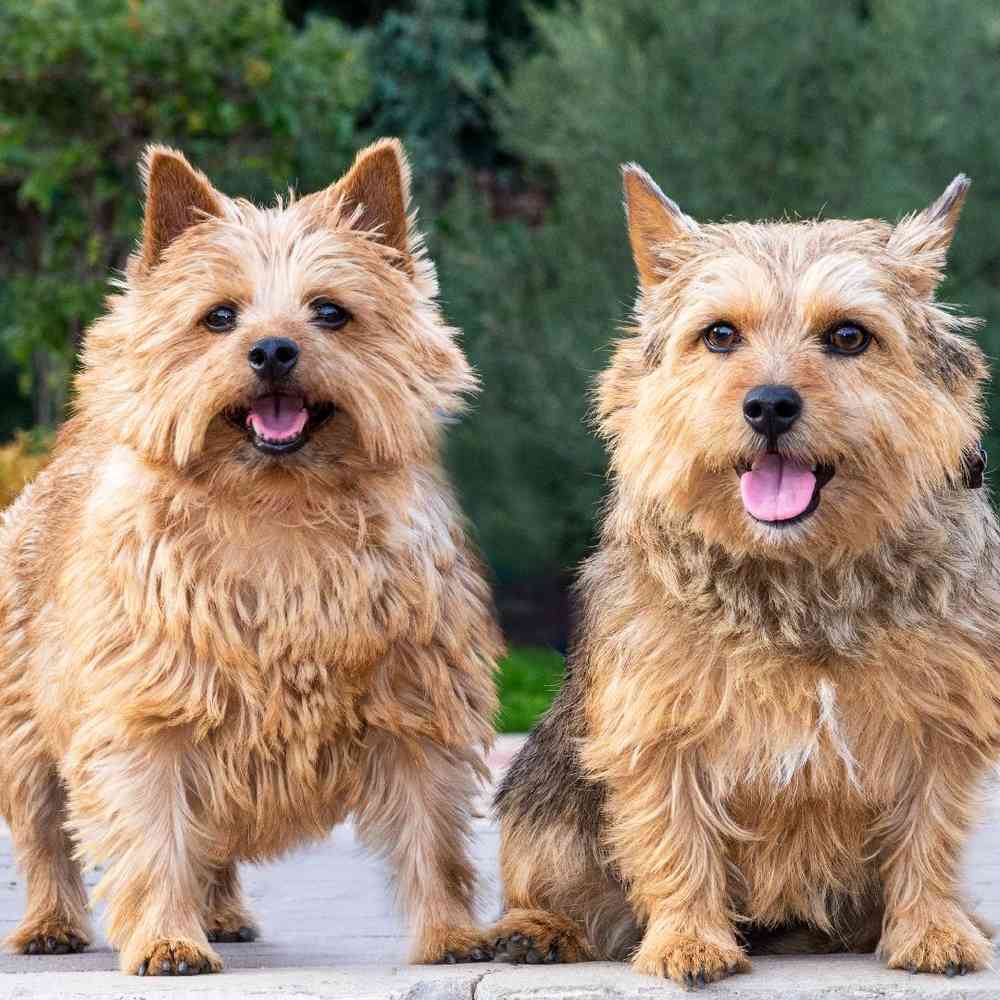 Norwich Terrier Puppies for Sale