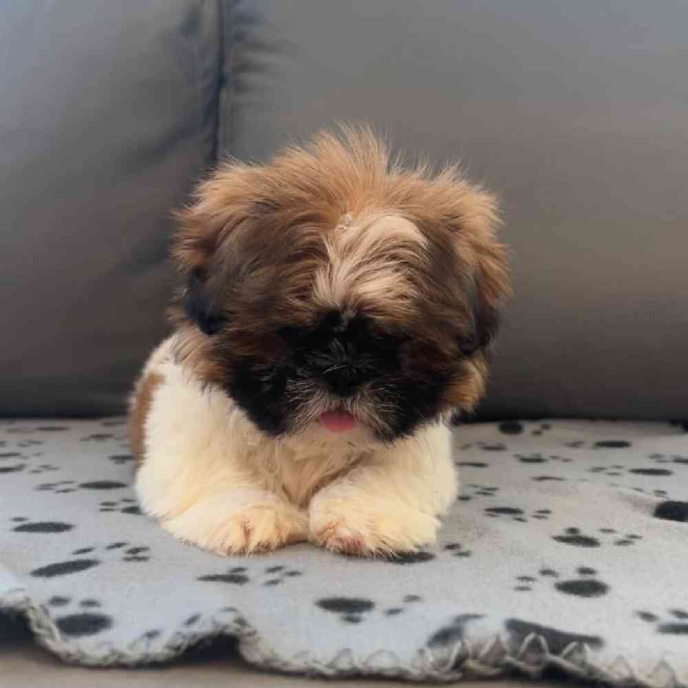 Male Teddy Bear Puppy for Sale in Charlotte, NC