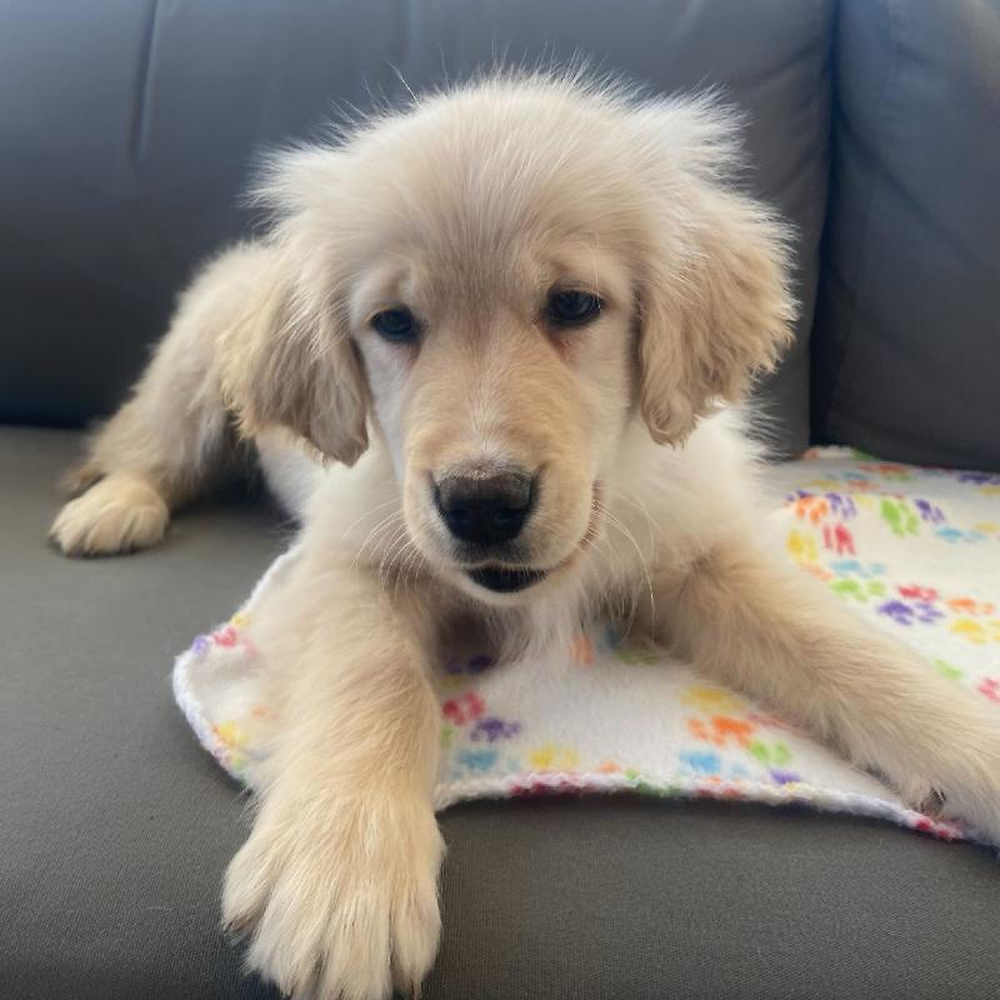 Male Golden Retriever Puppy for Sale in Charlotte, NC