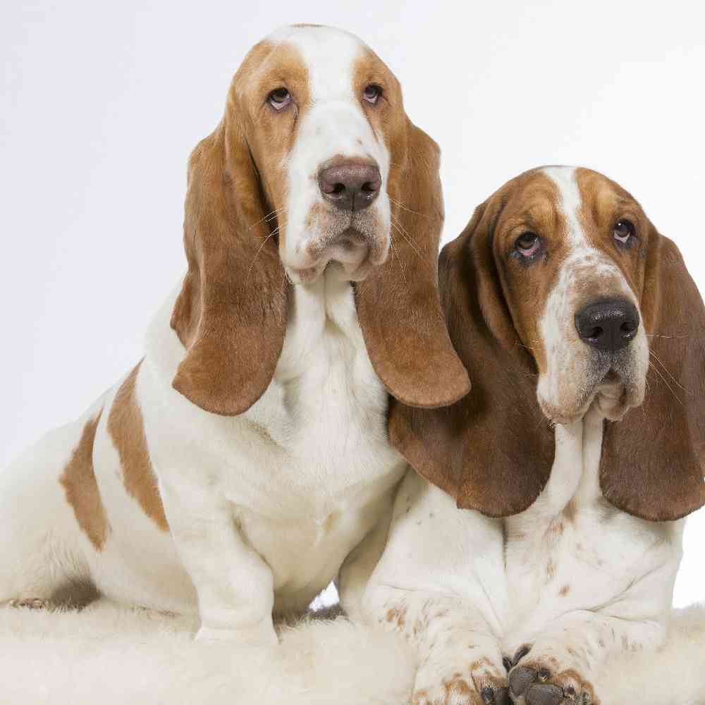 Basset Hound image