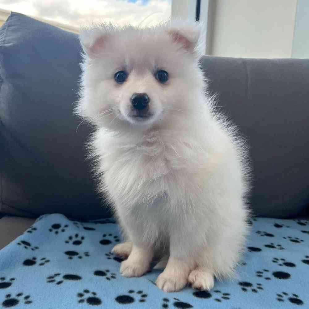 Male American Eskimo Puppy for Sale in Charlotte, NC