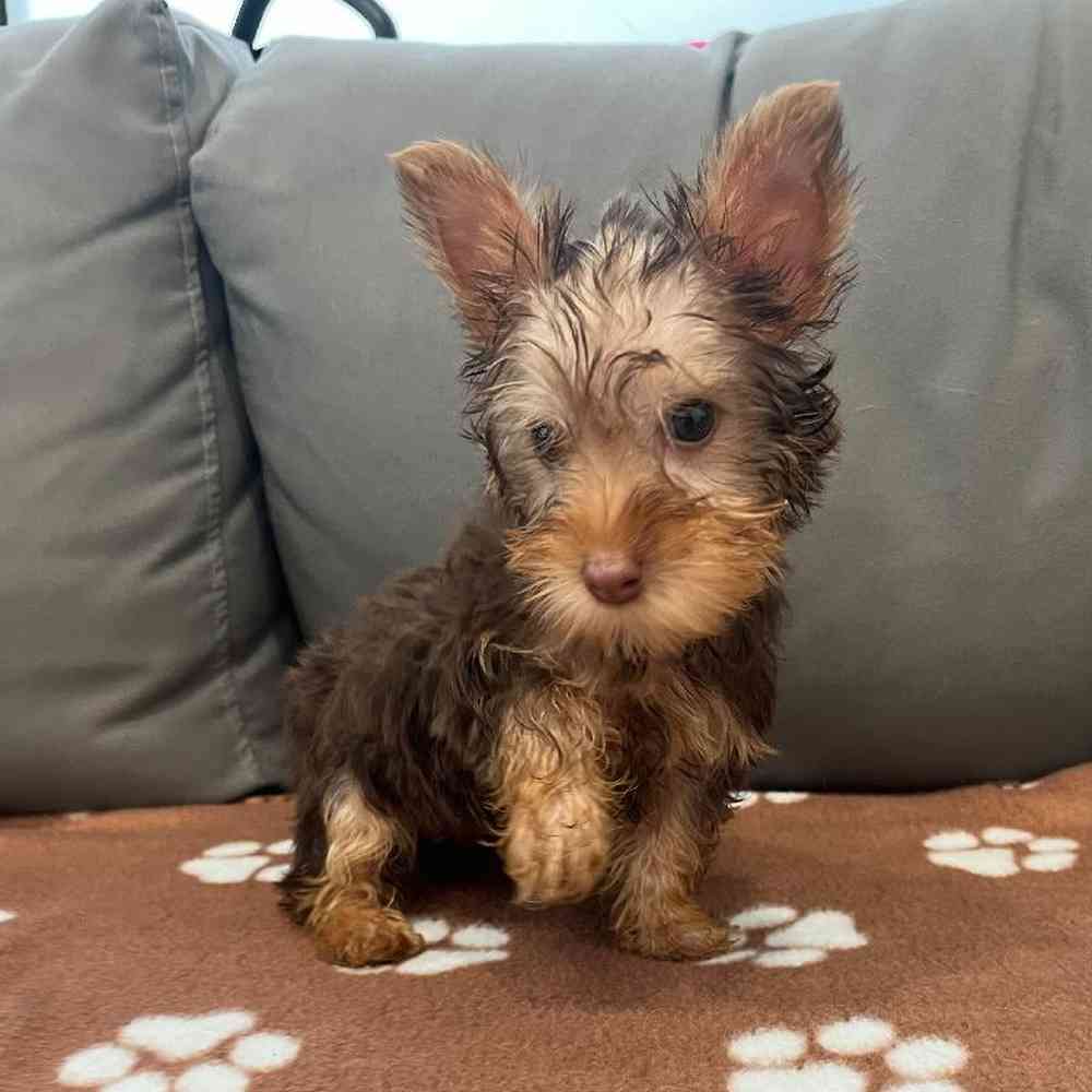 Male Silky Terrier Puppy for Sale in Charlotte, NC