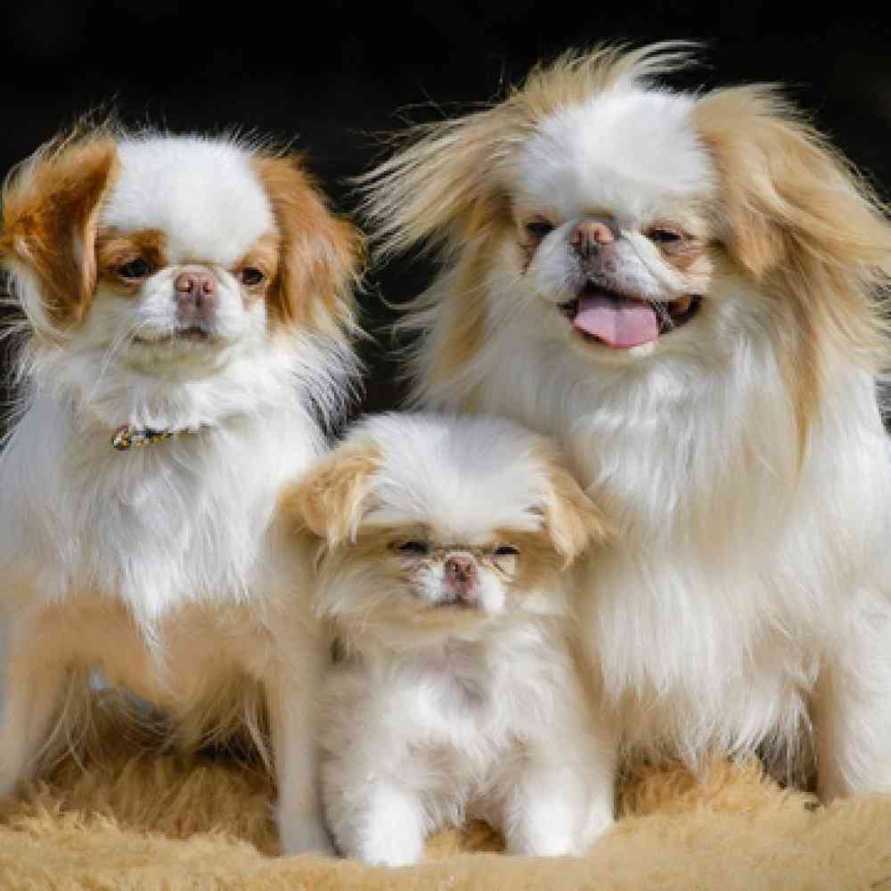 Japanese Chin image