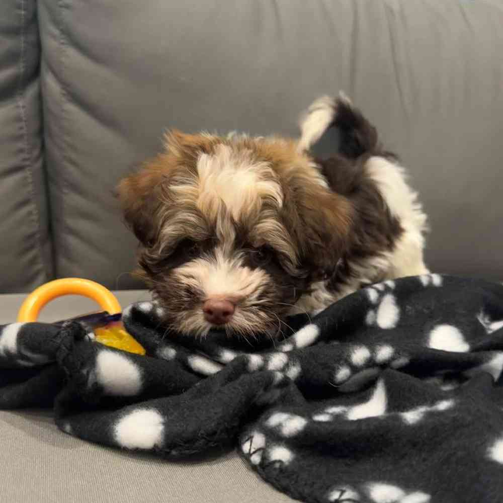 Male Havanese Puppy for Sale in Charlotte, NC