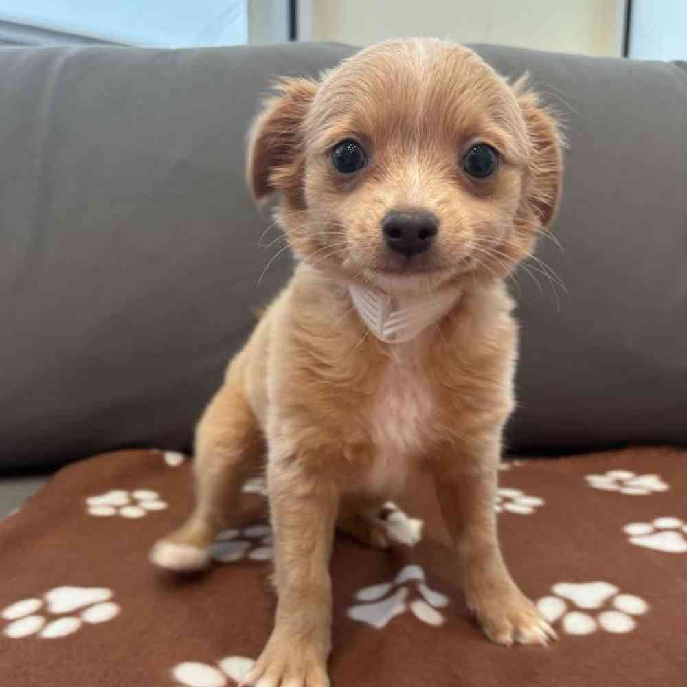 Male Chihuahua Puppy for Sale in Charlotte, NC