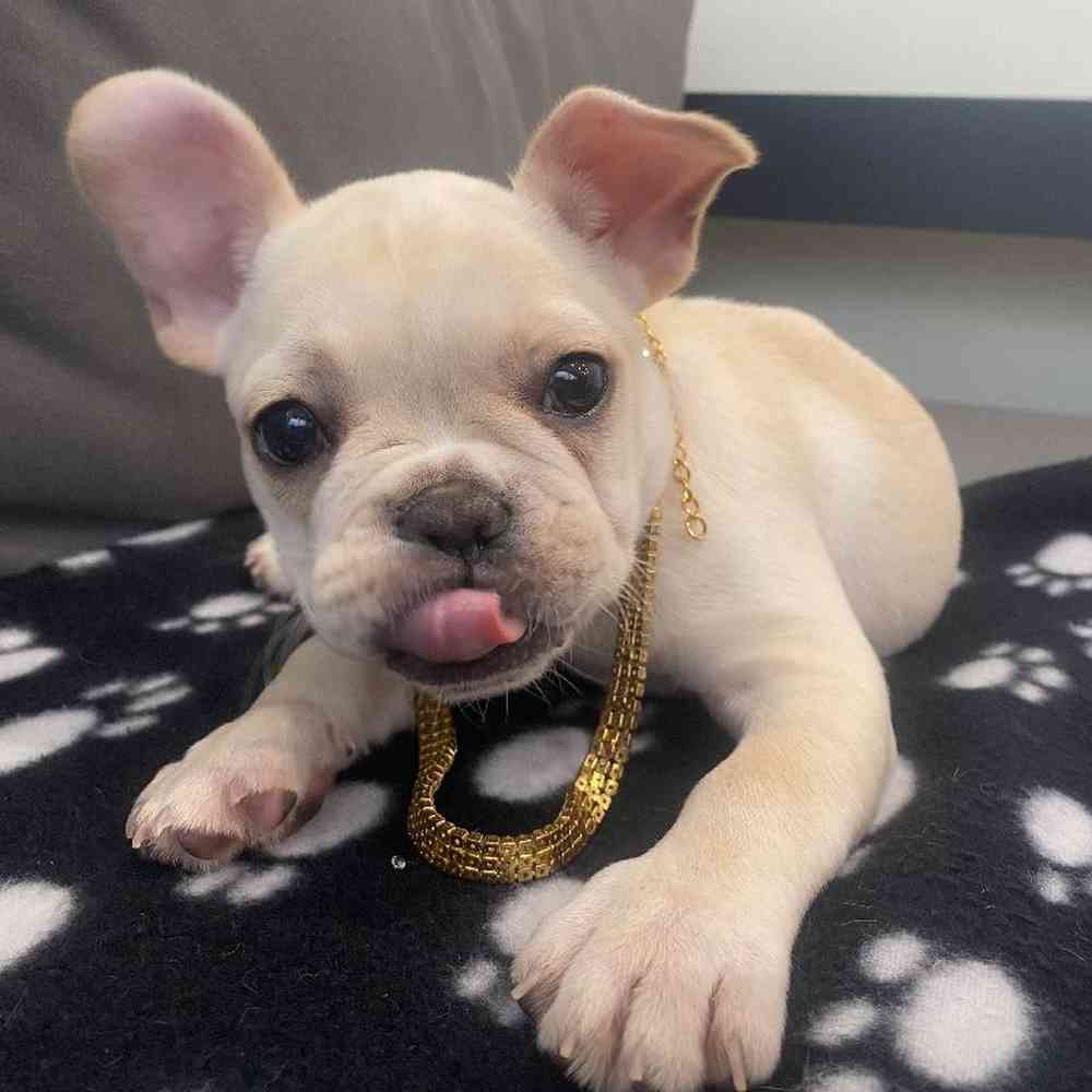 Male French Bulldog Puppy for Sale in Charlotte, NC