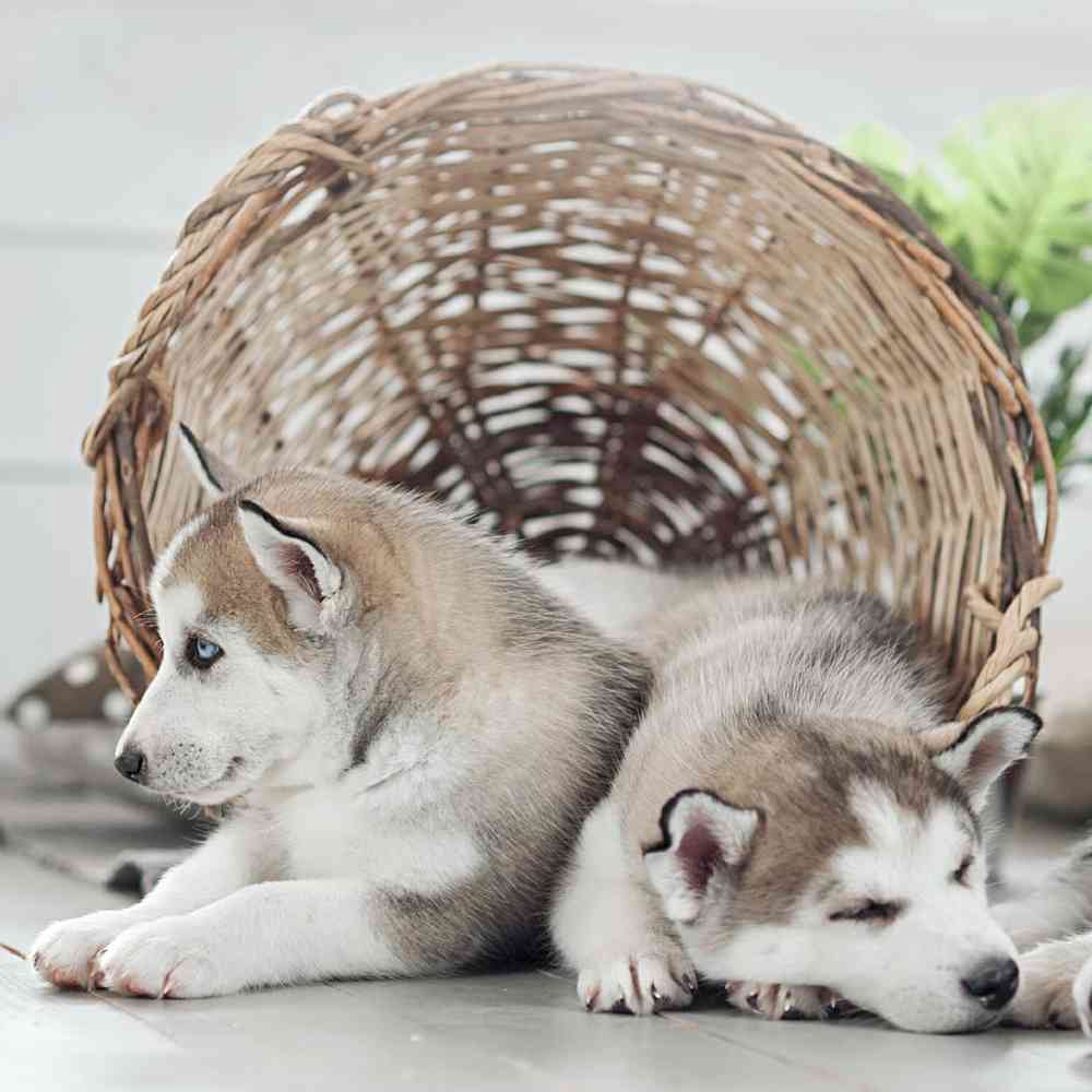 Alaskan Malamute Puppies for Sale