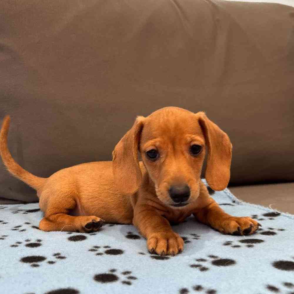 Male Dachshund Puppy for Sale in Charlotte, NC