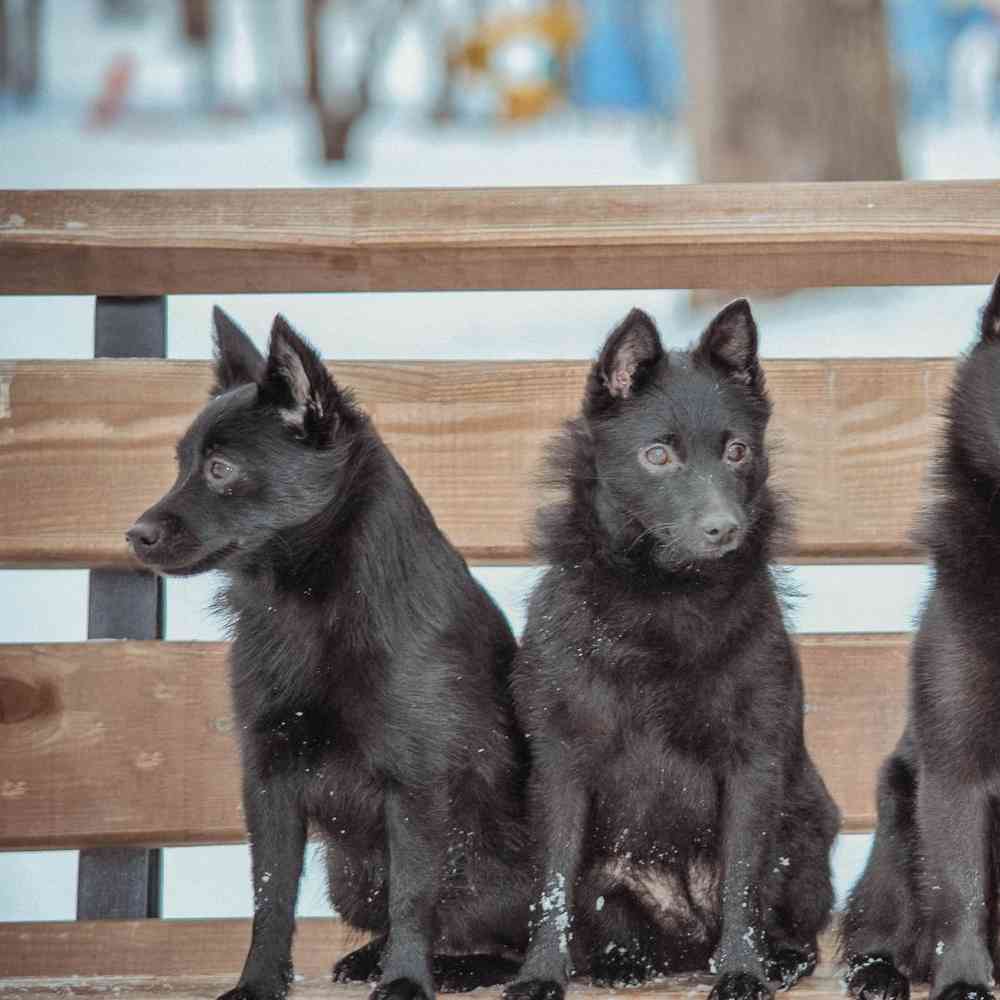 Schipperke Puppies for Sale