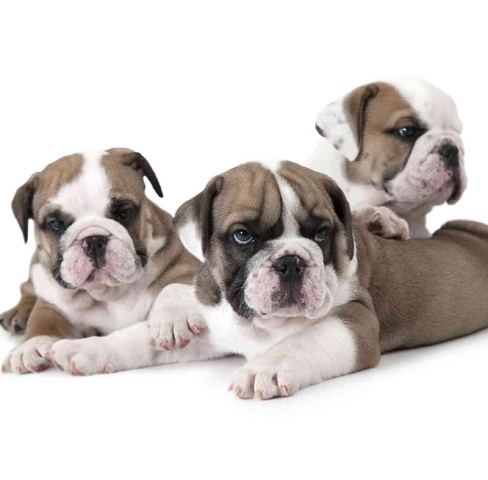 Old English Bulldog Puppies for Sale