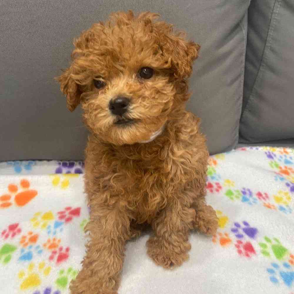 Male Poodle Puppy for Sale in Charlotte, NC