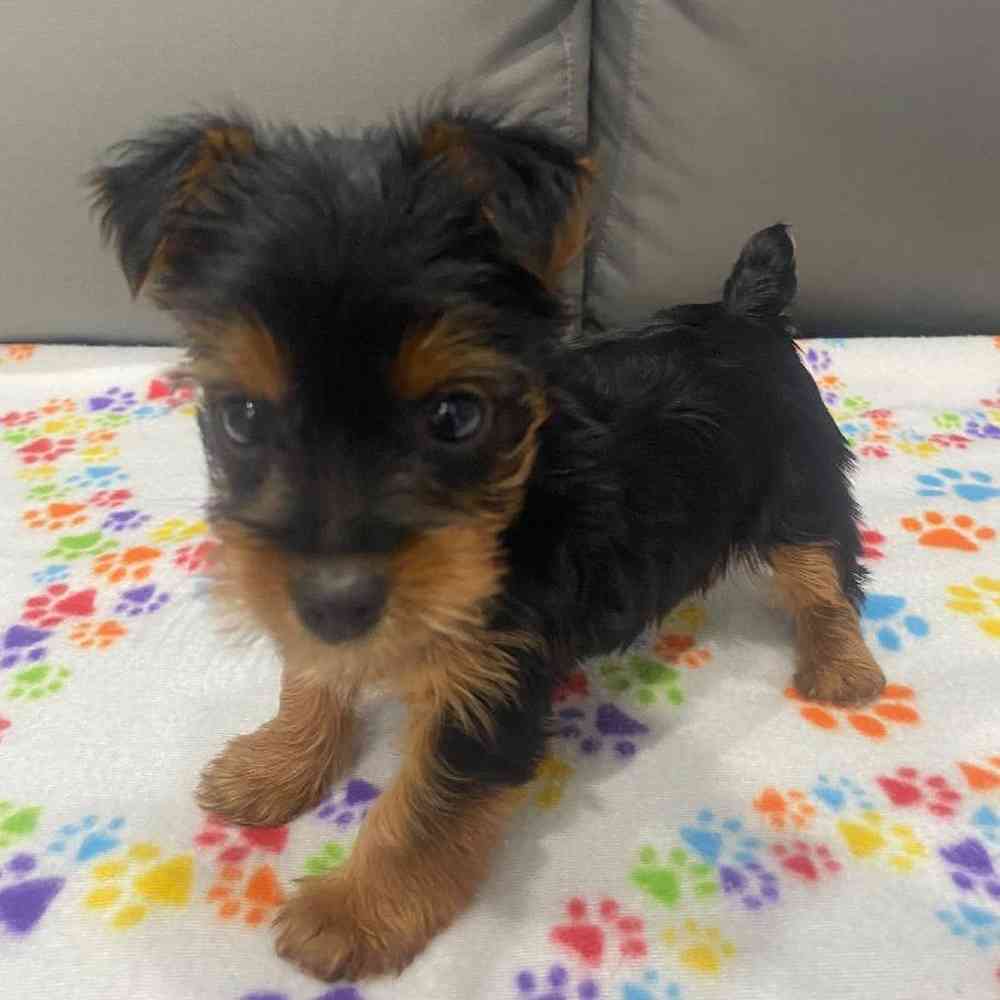 Female Yorkie Puppy for Sale in Charlotte, NC