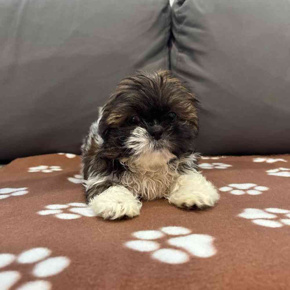 Female Shih Tzu Puppy for Sale in Charlotte, NC