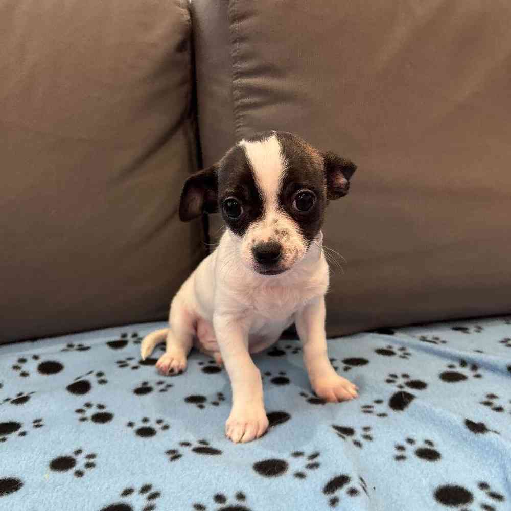 Male Chihuahua Puppy for Sale in Charlotte, NC