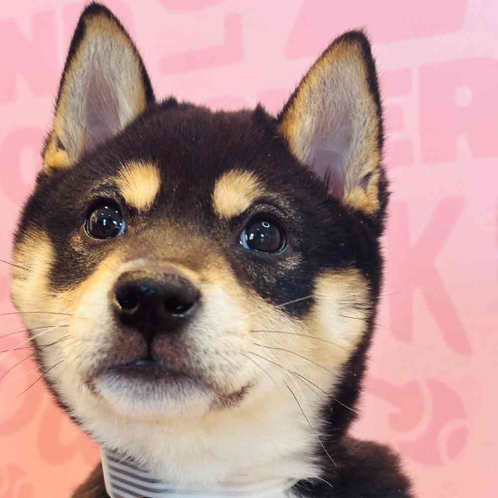 Male Shiba Inu Puppy for Sale in Greensboro, NC