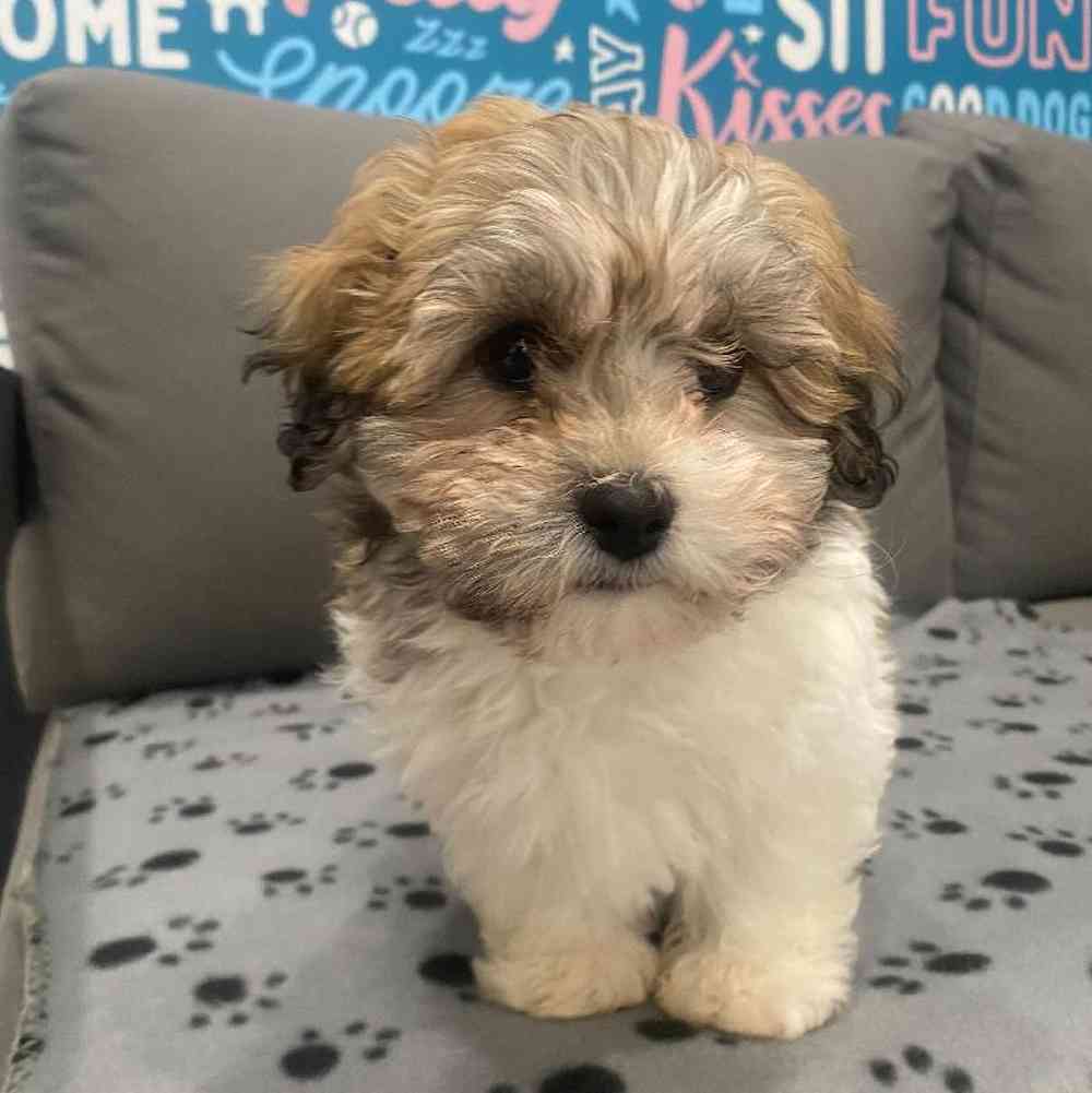 Male Bichapoo Puppy for Sale in Charlotte, NC