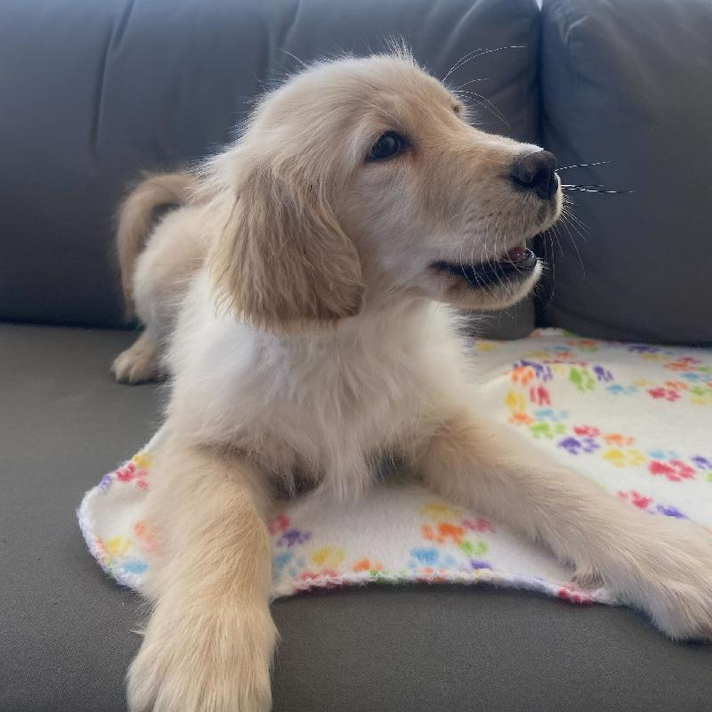 Male Golden Retriever Puppy for Sale in Charlotte, NC