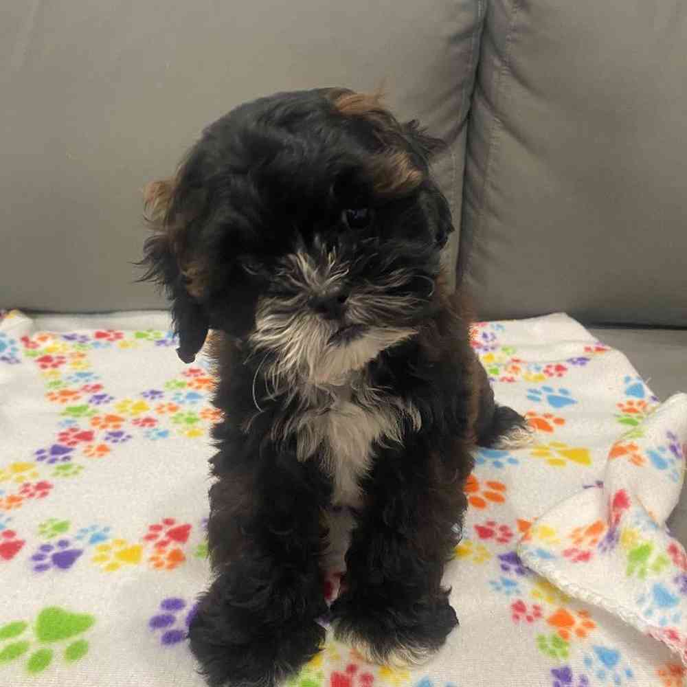 Male Shipoo Puppy for Sale in Charlotte, NC