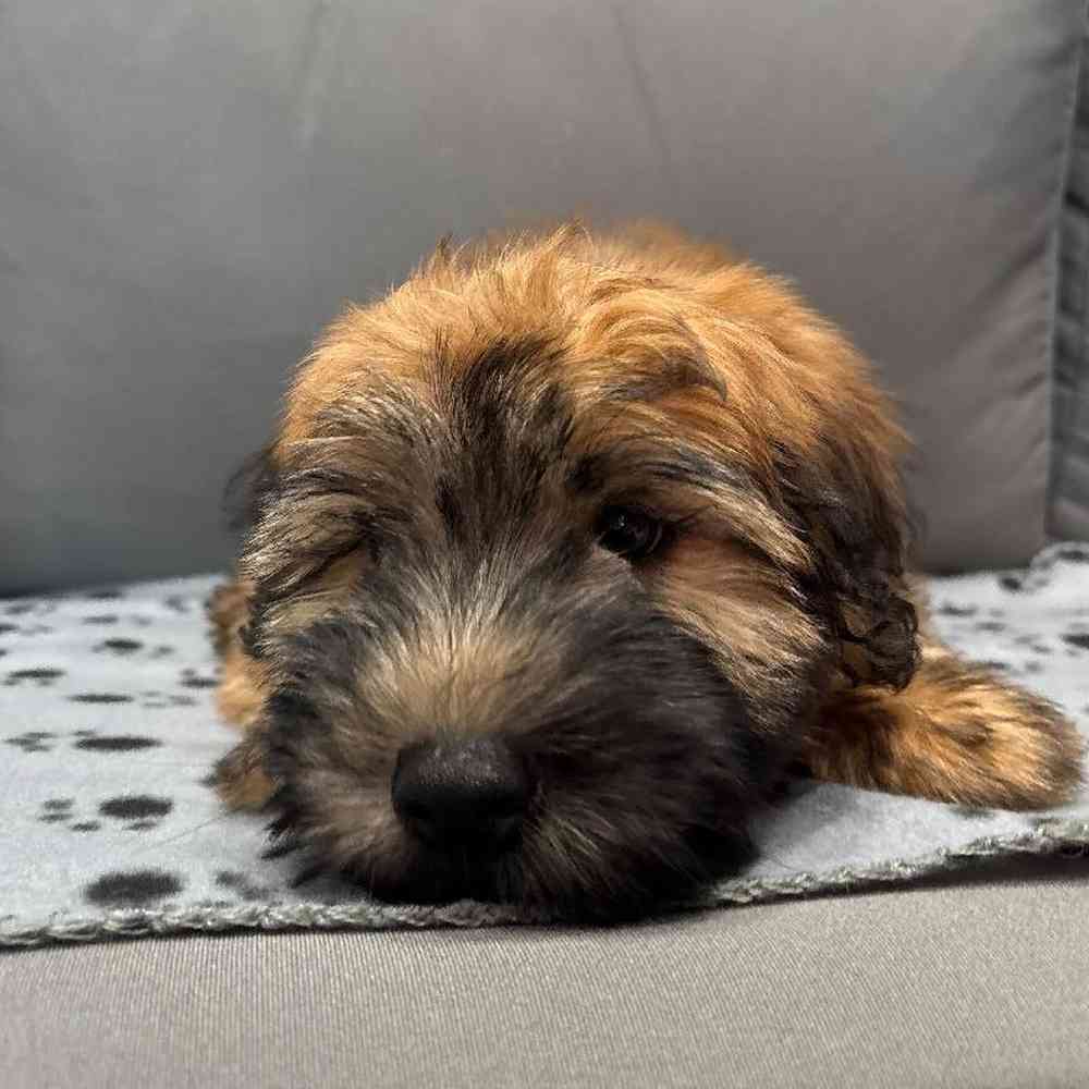 Male Soft Coated Wheaten Terrier Puppy for Sale in Charlotte, NC