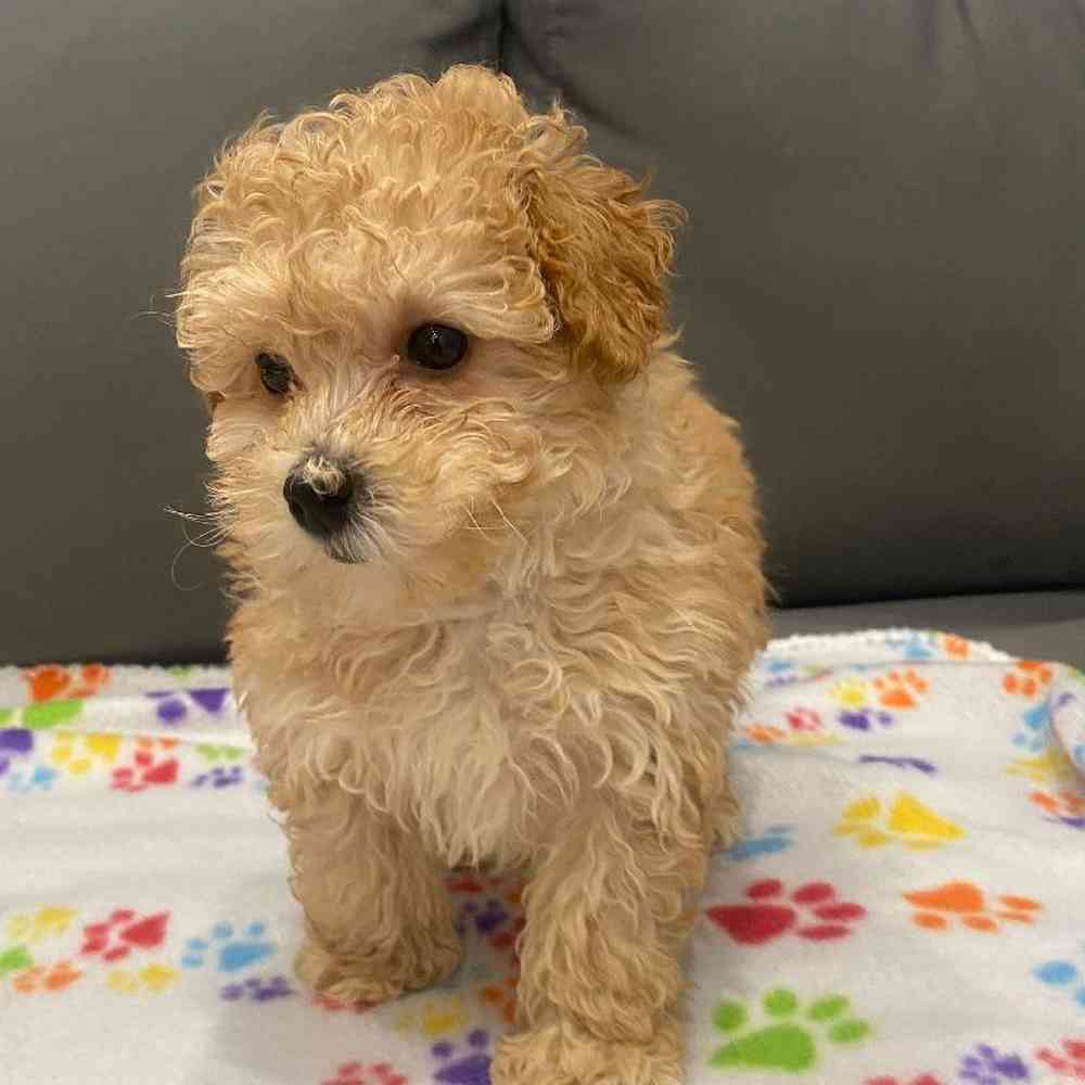 Female Poodle Puppy for Sale in Charlotte, NC