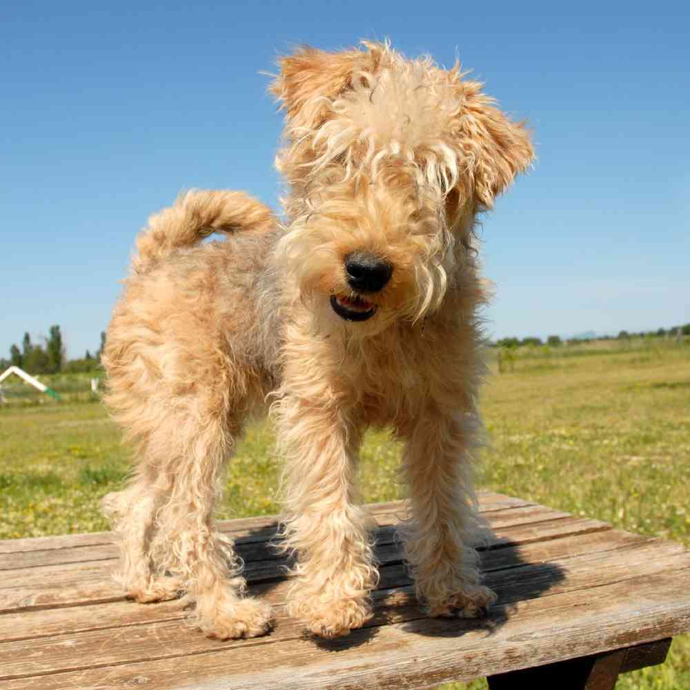 Lakeland Terrier Puppies for Sale