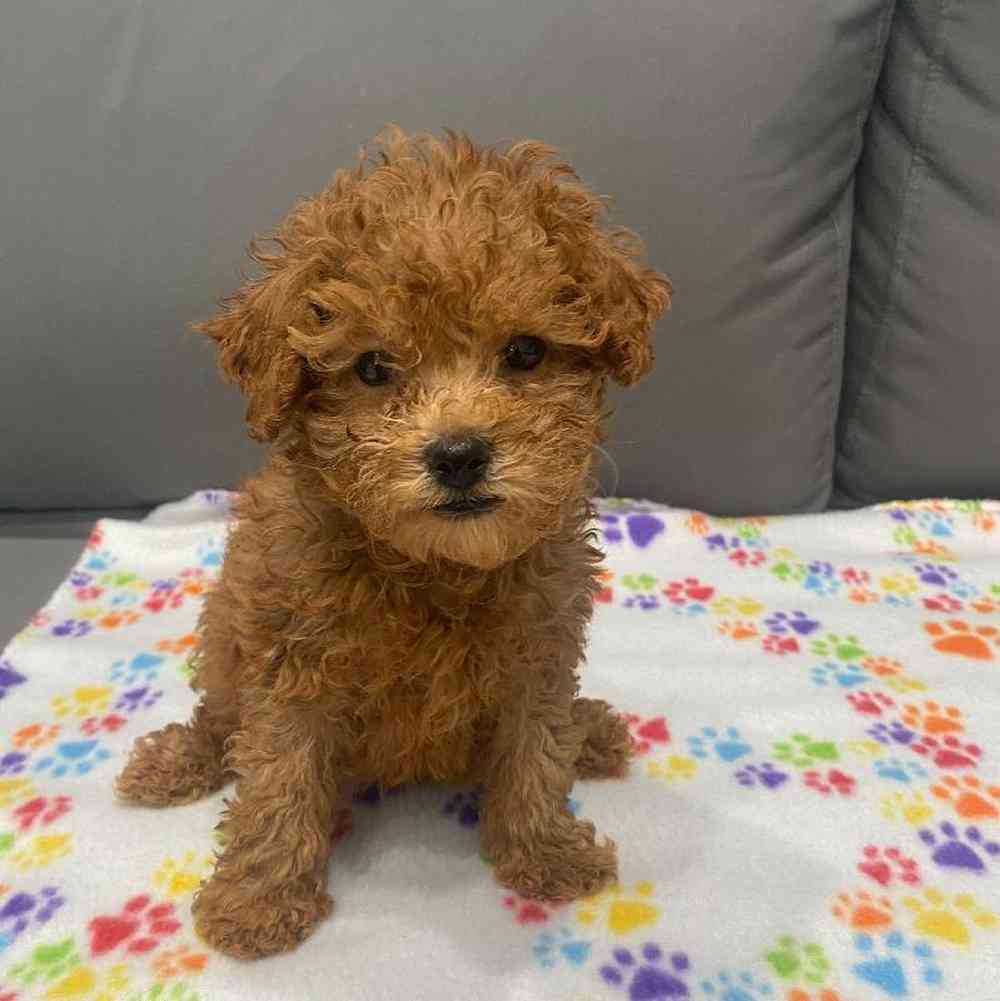 Male Poodle Puppy for Sale in Charlotte, NC