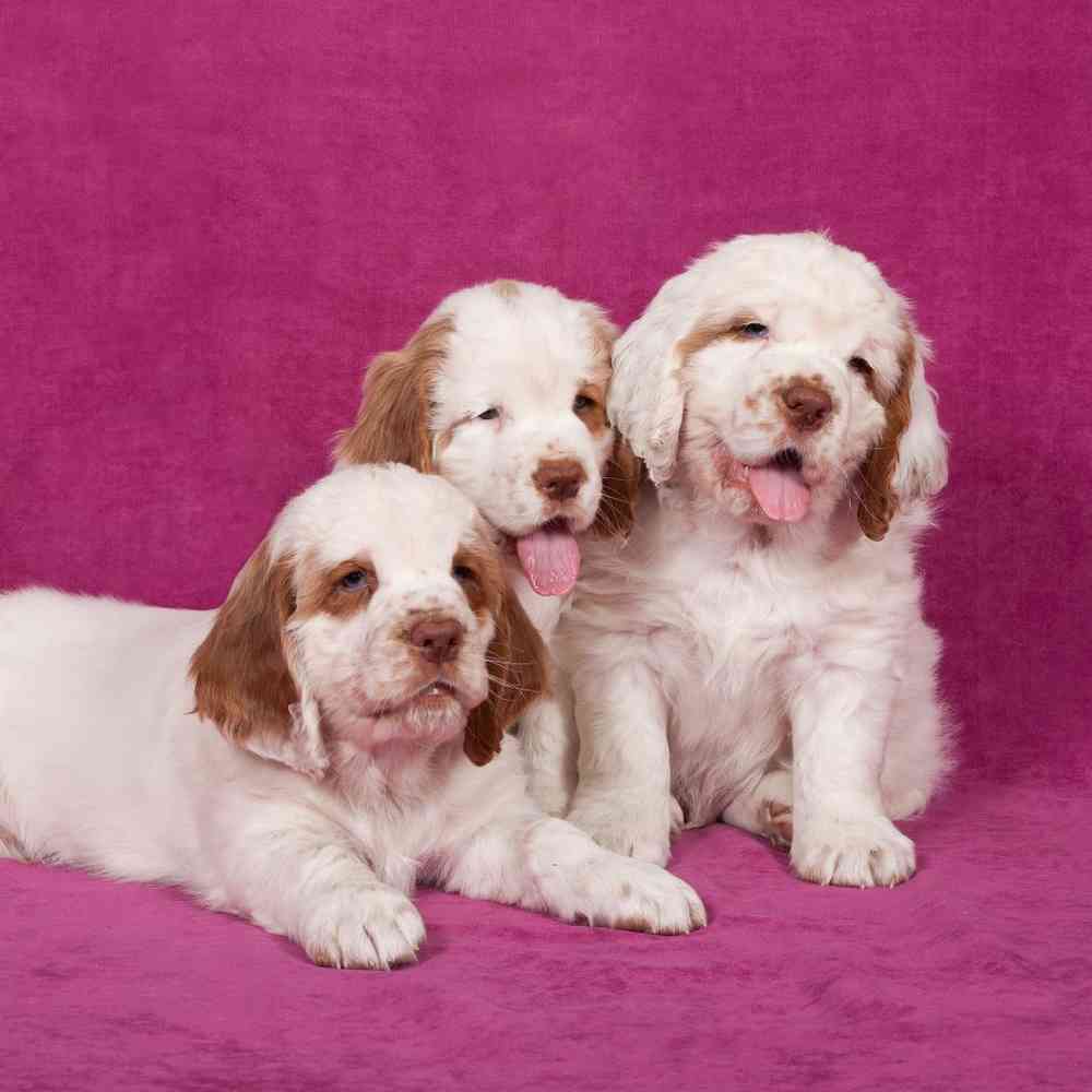 Clumber Spaniel Puppies for Sale