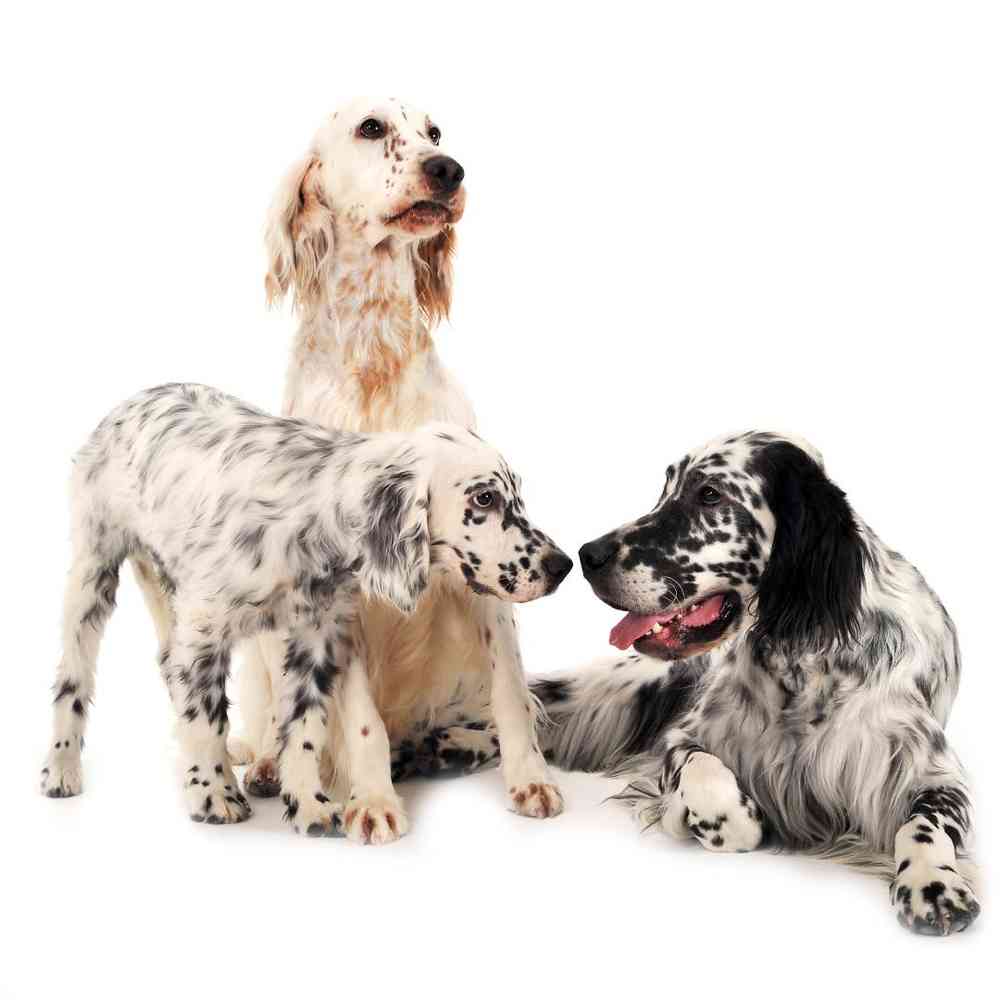 English Setter Puppies for Sale