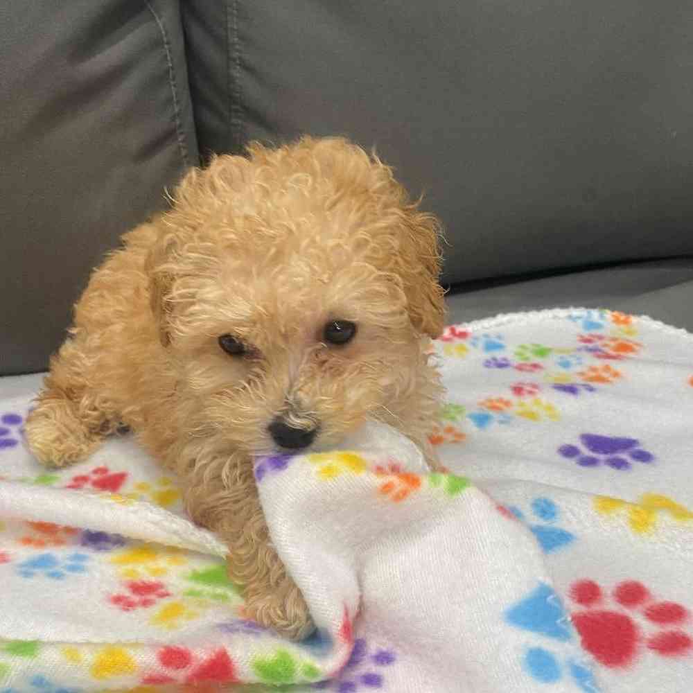 Female Poodle Puppy for Sale in Charlotte, NC