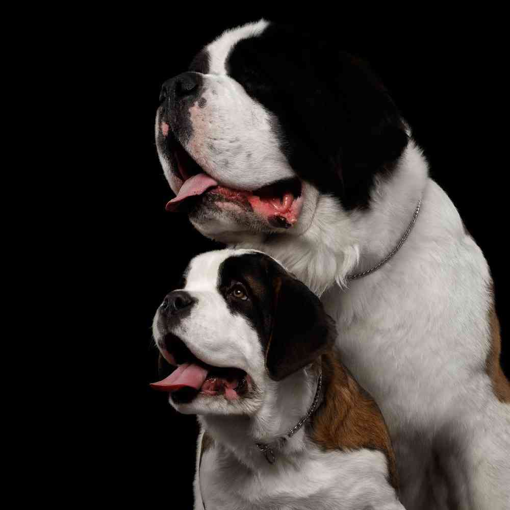 Saint Bernard Puppies for Sale