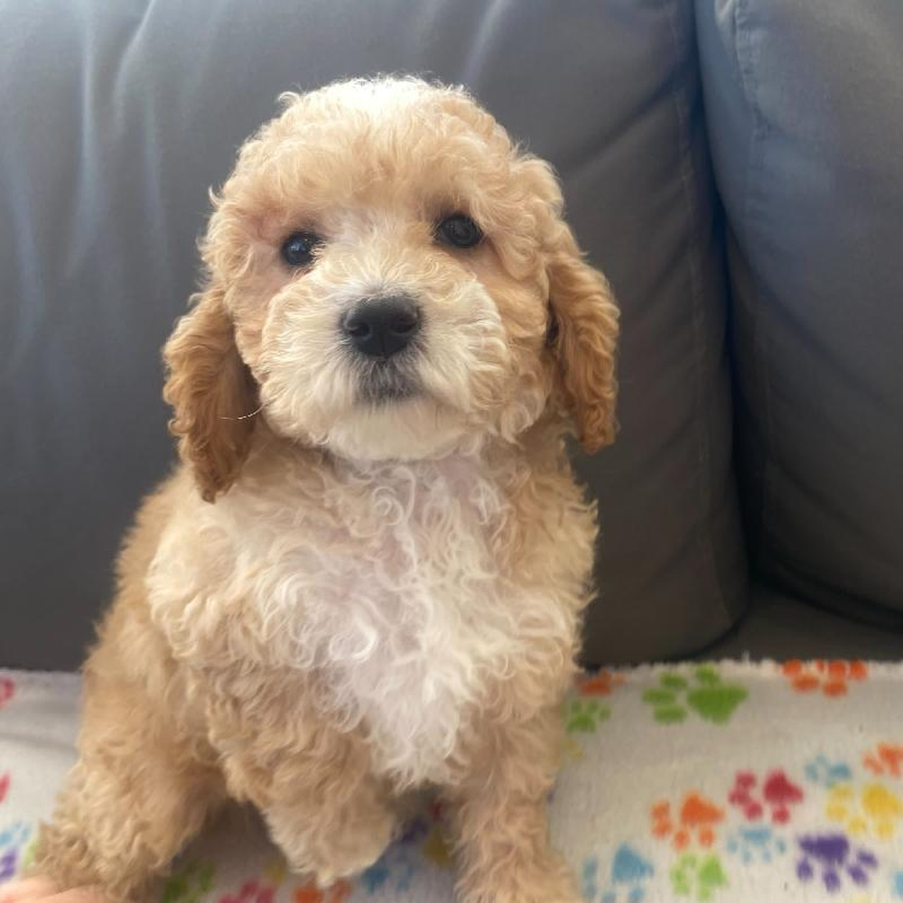 Male Cavapoo Puppy for Sale in Charlotte, NC