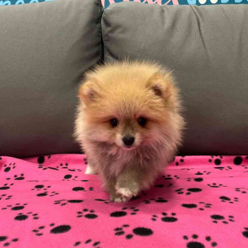 Male Pomeranian Puppy for Sale in Charlotte, NC