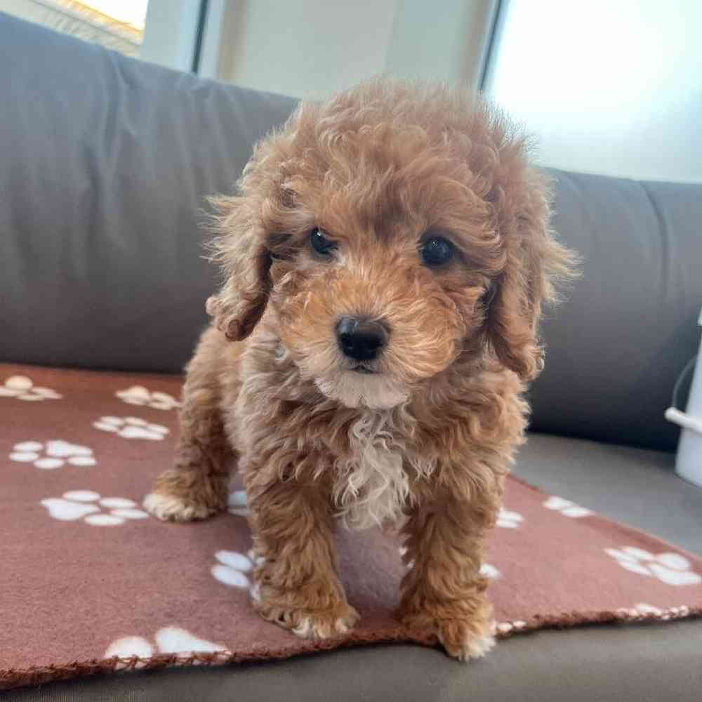 Female Cavapoo Puppy for Sale in Charlotte, NC