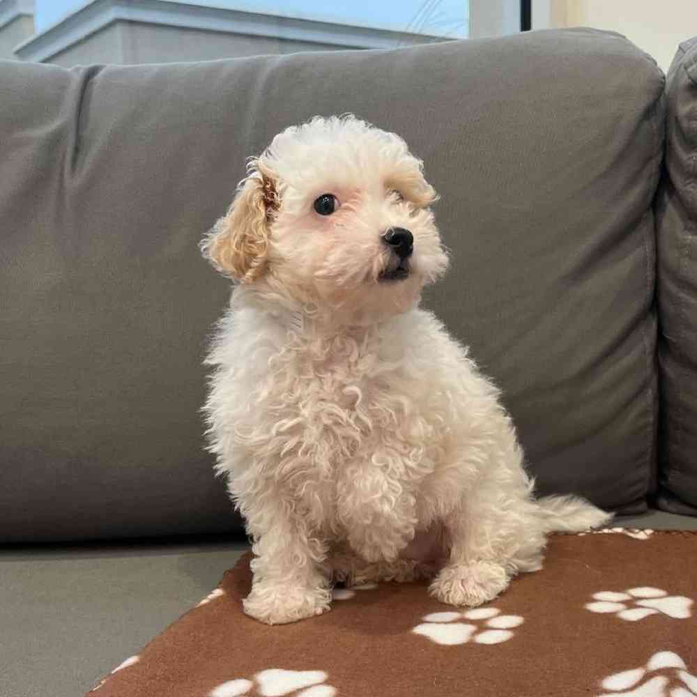 Male Maltipoo Puppy for Sale in Charlotte, NC