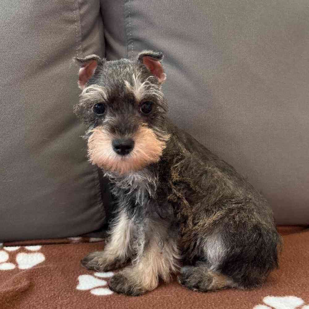 Male Mini Schnauzer Puppy for Sale in Charlotte, NC